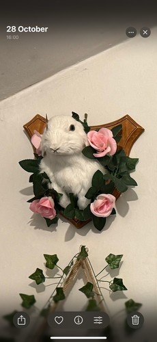 Taxidermy animals - taxidermy,