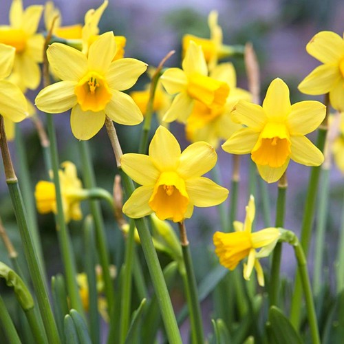 Daffodil tete - daffodil, a
