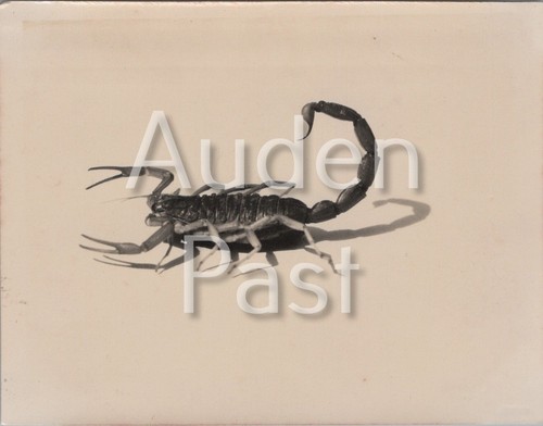 Scorpion specimen khartoum - specimen,