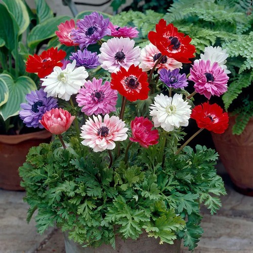 Anemone brigid mix - brigid,