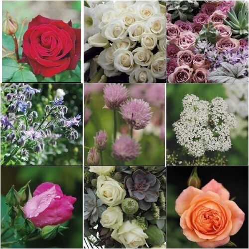 Roses herbs card country - herbs,