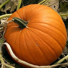 Pumpkin jack lantern plant - o'lantern,