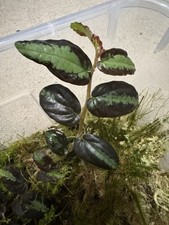 Pellionia repens cuttings – trailing houseplant, Watermelon Begonia