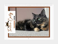 Tortoiseshell Cat Calendar