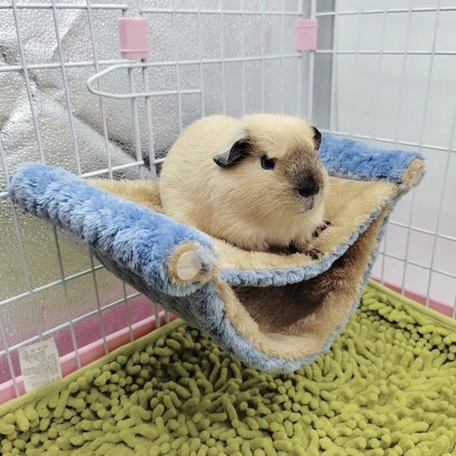 Ferret rat squirrel - ferret, pet