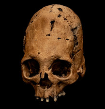 Human skull replica life - replica,