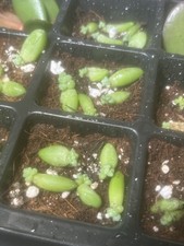 Sedum Morganianum Burrito