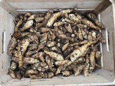 30 organic Jerusalem artichoke tubers
