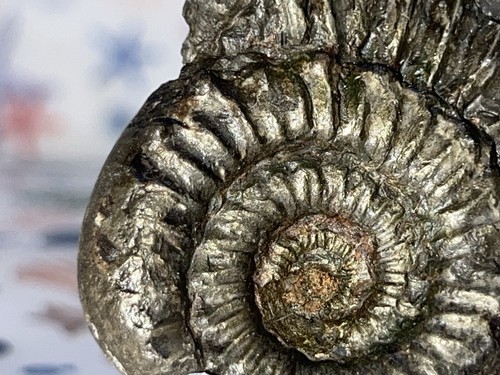 Ammonite fossil from saltwick - fossil,