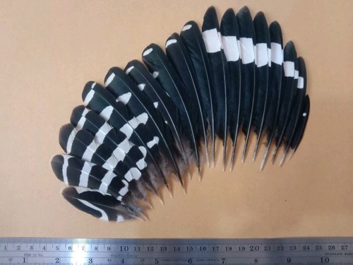 Upupa epops wing feathers - upupa,