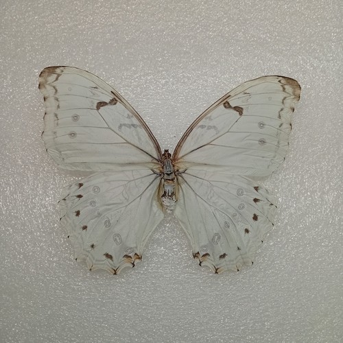 Morpho polyphemus white - morpho, polyphemus,