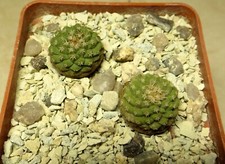 strombocactus esperanzae own