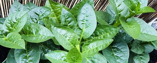 Big leaf green - big,