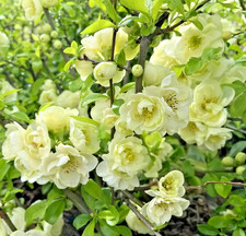 Chaenomeles Speciosa Yukigoten