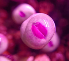 Conophytum Vanzylii, 10 rare