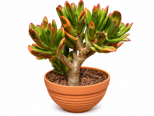 Jade plant money - money, bonsai