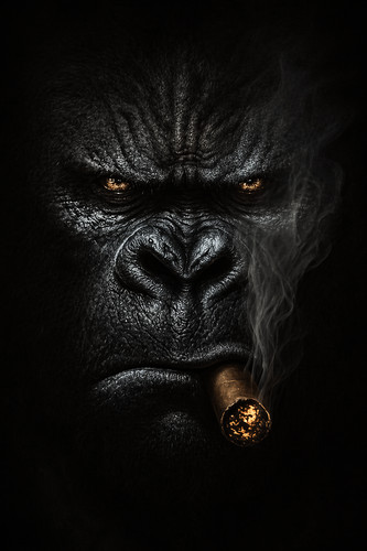 Smoking gorilla cigar animal - smoking,