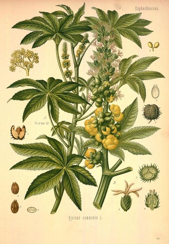 Ricinus communis schöne - communis.,