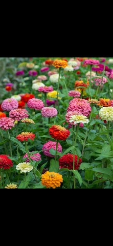 Rhs featured zinnia - rhs,