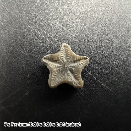 Crinoid star fossil oxford - star, –