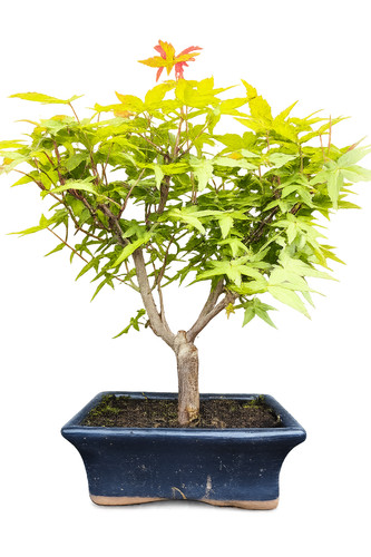 Acer palmatum bonsai - acer,