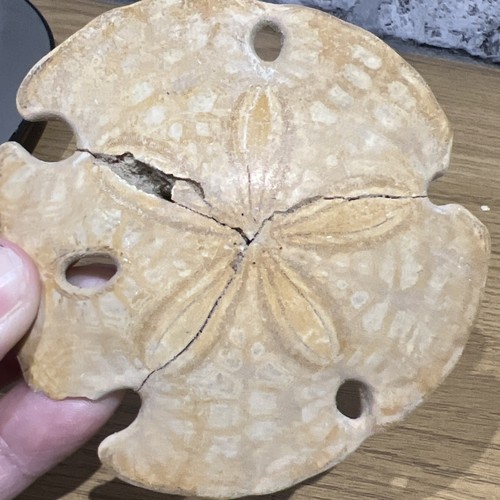 Sand dollar sea fossil marine - dollar,