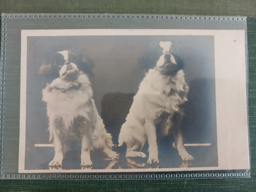 Printed postcard pekingese - gb,