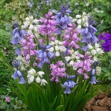 Spanish Bluebell Mixed Spring Bulbs - Multi Coloured Summer Flowering Perennials