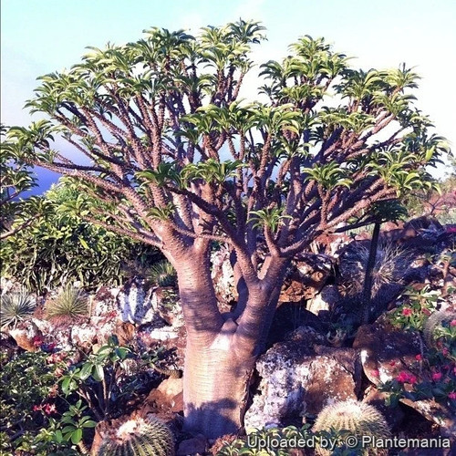 Pachypodium rutenbergianum - ,