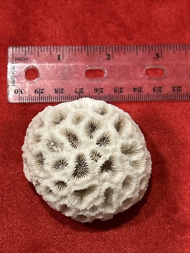 Fossilized brain coral - fossilized,