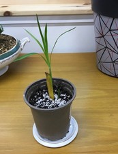 UMBRELLA PLANT - Cyperus