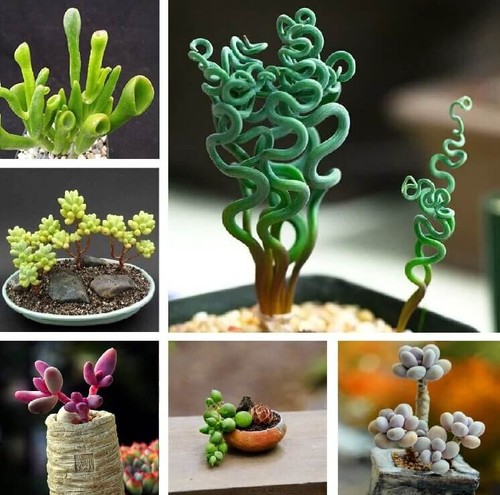 Mixed rare succulent - rare,