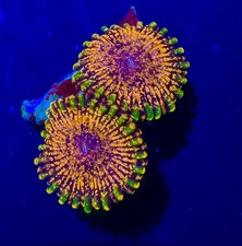 OG Dayglo Volcano High End Zoa Zoanthid WYSIWYG Frag Coral