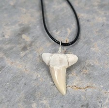 Fossilized Sharks Tooth