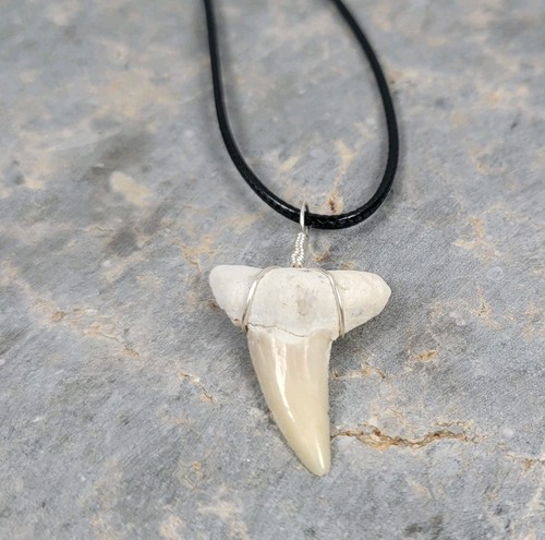 Fossilized sharks tooth - fossilized,