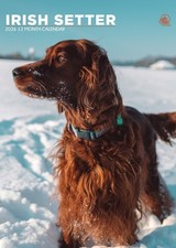 Irish Setter 2026 Calendar