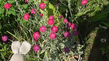 Two Rose Campion Plants least