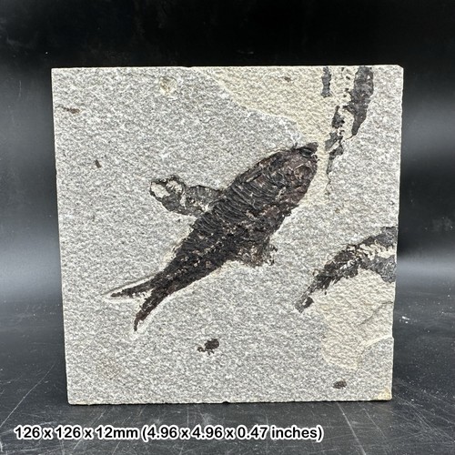 Fossilised diplomystus fossil