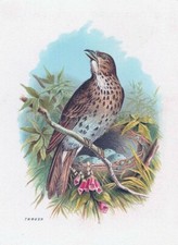 Photo print illustration A4