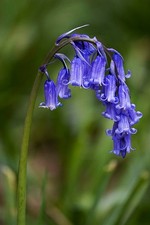 25 Blue bell seeds. Grow into