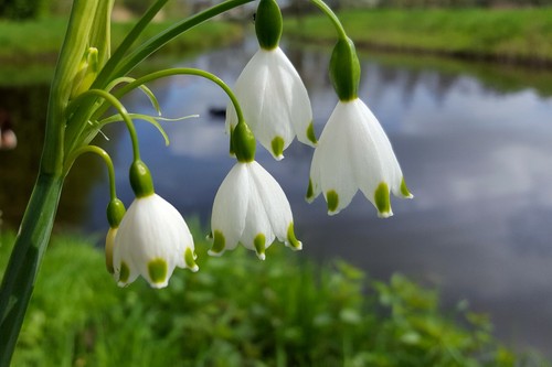 10x leucojum aestivum spring - 10x,