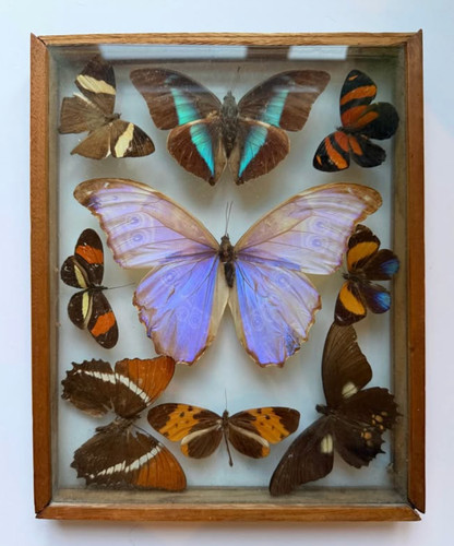 Vintage morpho butterfly - morpho,
