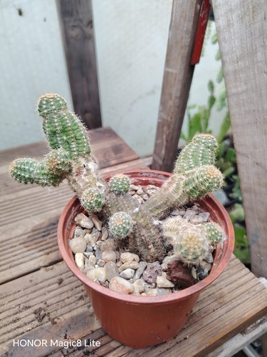 Peanut cactus ancistrophora - peanut,