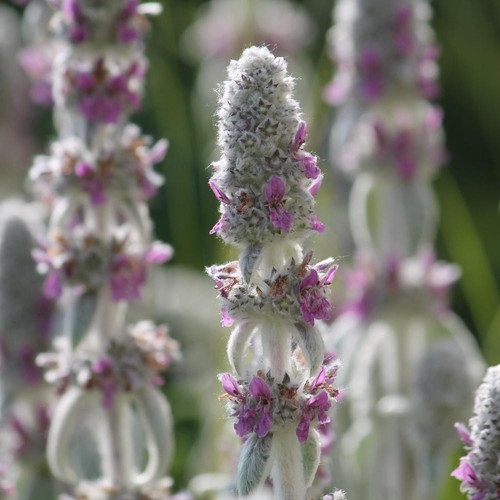 Stachys byzantina lambs - byzantina, |
