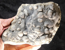 Jurassic Coast Fossils