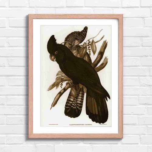 Vintage black cockatoo bird - vintage,