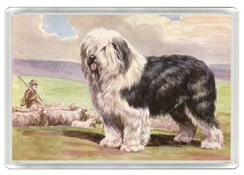 Old english sheepdog - old,