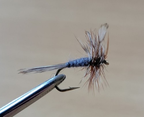 Adams dry trout - dry, trout,