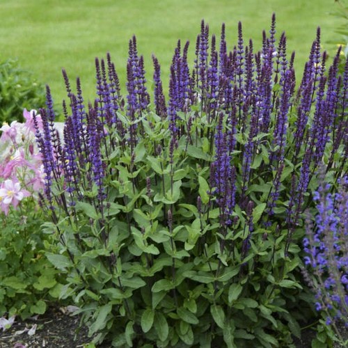 Salvia nemorosa caradonna 2l - salvia, 'caradonna'