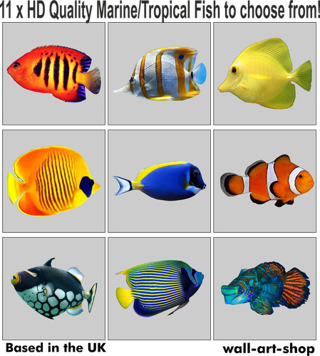 Full colour marine fish - marine,